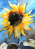 39 - Liz Symonds - Sunflower 1 - Ink & Watercolour.jpg